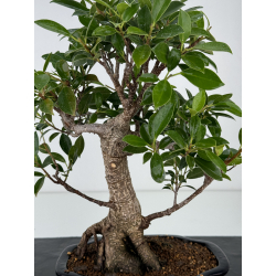 Ficus retusa I-7345 vista 2