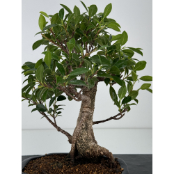 Ficus retusa I-7345 view 3