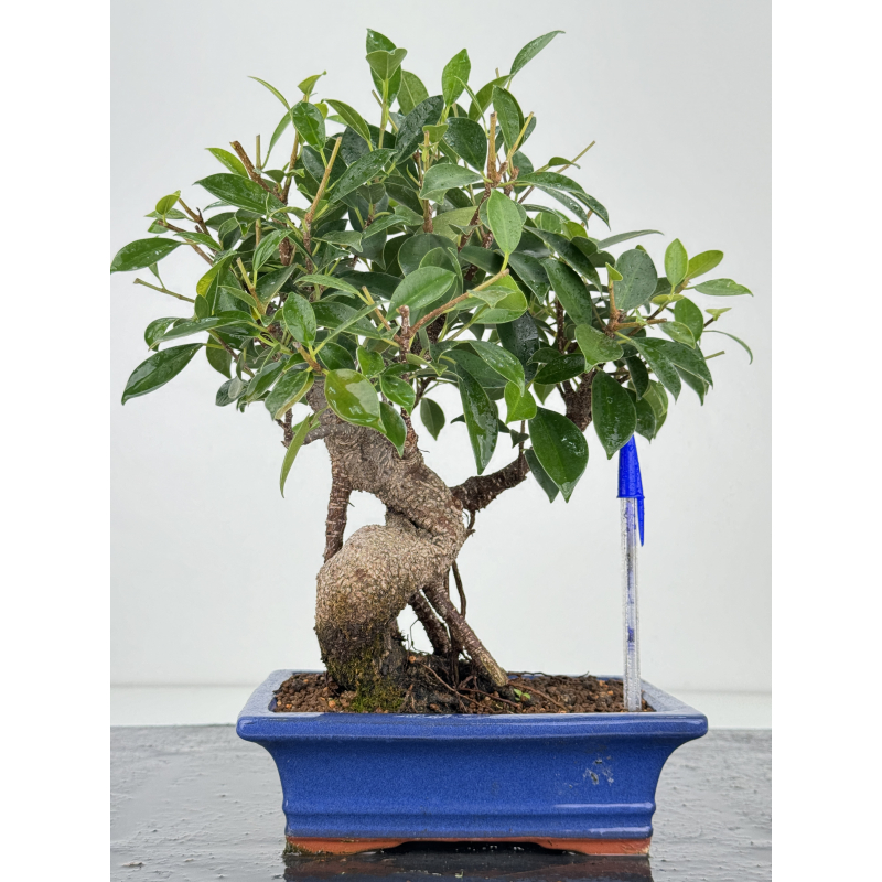 Ficus retusa I-7354