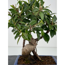 Ficus retusa I-7354 vista 2