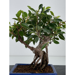 Ficus retusa I-7354 vista 3