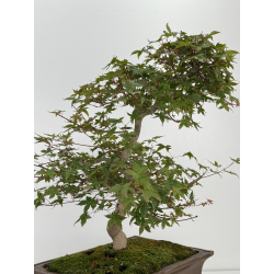 Acer palmatum deshojo I-7337 view 2