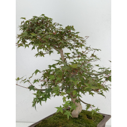 Acer palmatum deshojo I-7337 view 4