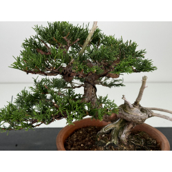 Juniperus chinensis itoigawa I-7338 vista 2