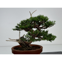 Juniperus chinensis itoigawa I-7338 vista 3