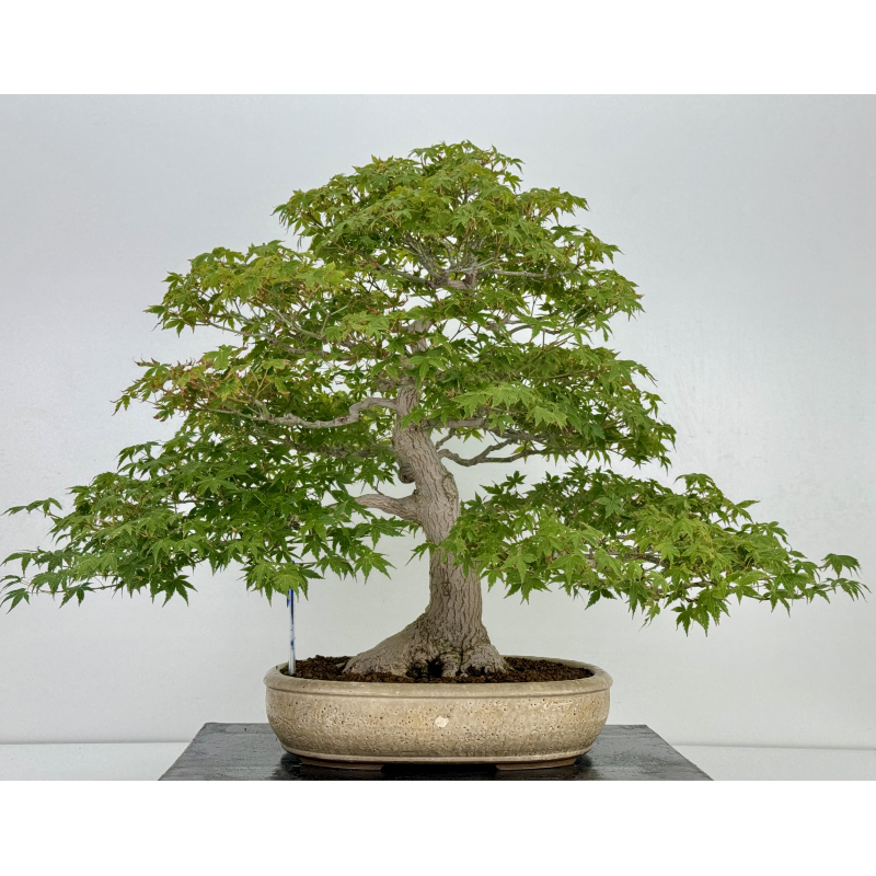 Acer palmatum yamamomiji I-7336