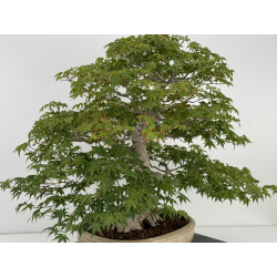 Acer palmatum yamamomiji I-7336 view 4