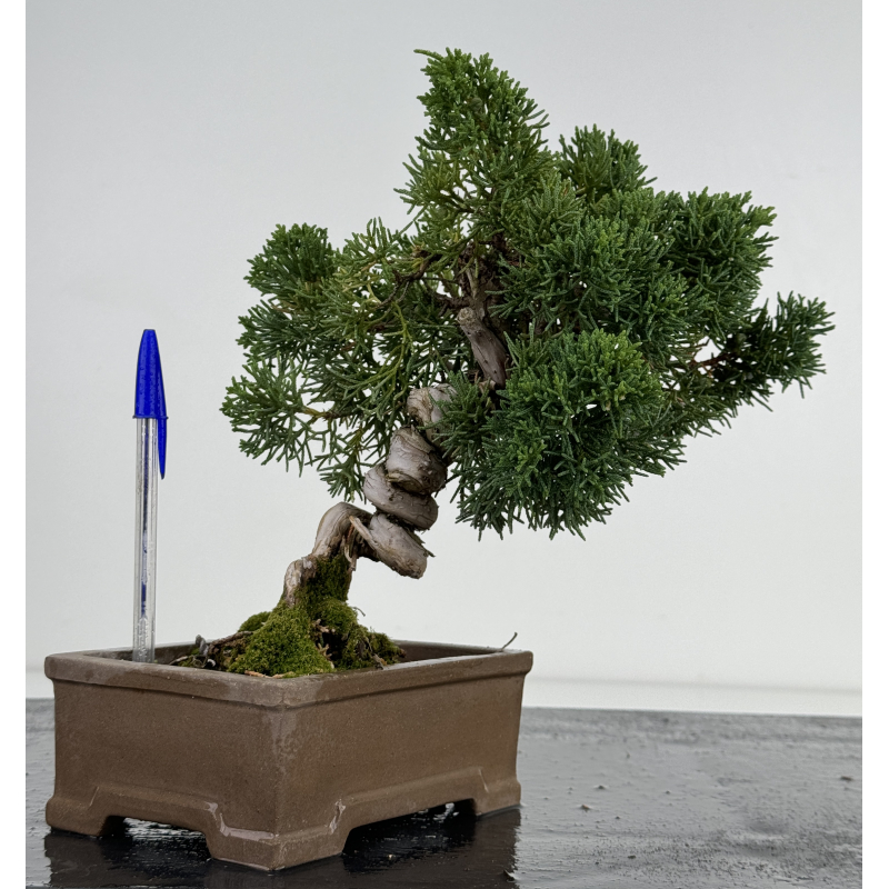 Juniperus chinensis kishu I-7358