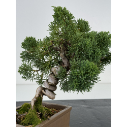 Juniperus chinensis kishu I-7358 vista 2