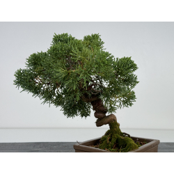 Juniperus chinensis kishu I-7358 vista 3