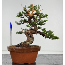 Juniperus chinensis itoigawa I-7359