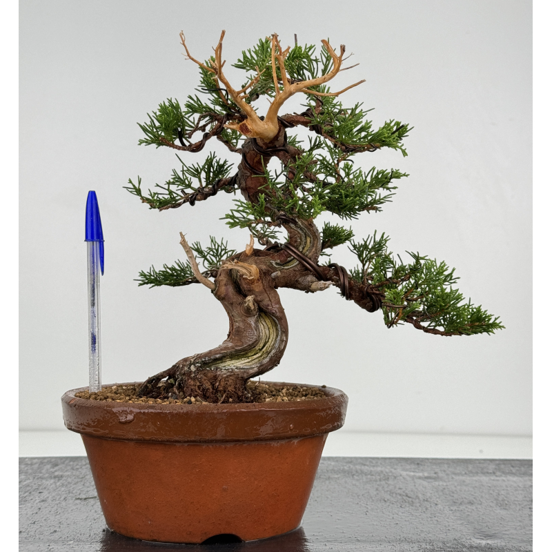 Juniperus chinensis itoigawa I-7359