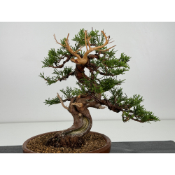 Juniperus chinensis itoigawa I-7359 vista 2