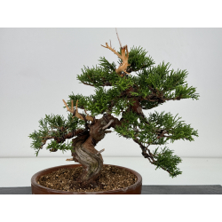 Juniperus chinensis itoigawa I-7360 vista 2