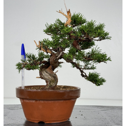 Juniperus chinensis itoigawa I-7360