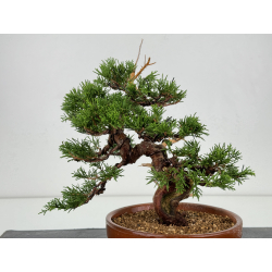 Juniperus chinensis itoigawa I-7360 vista 3