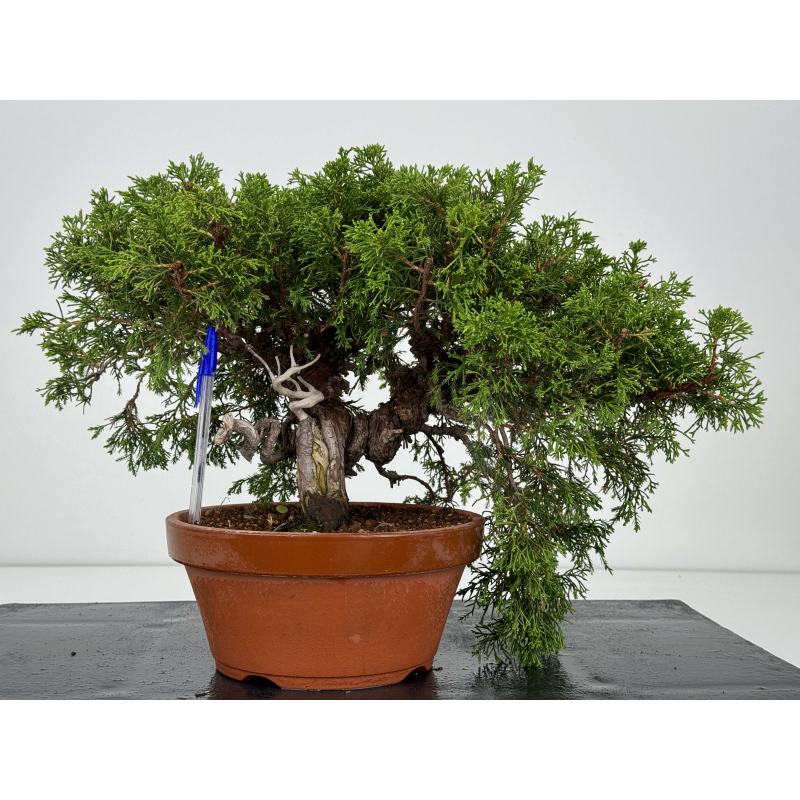 Juniperus chinensis itoigawa I-7361