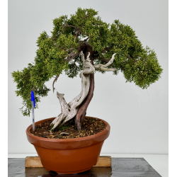 Juniperus sabina A00760