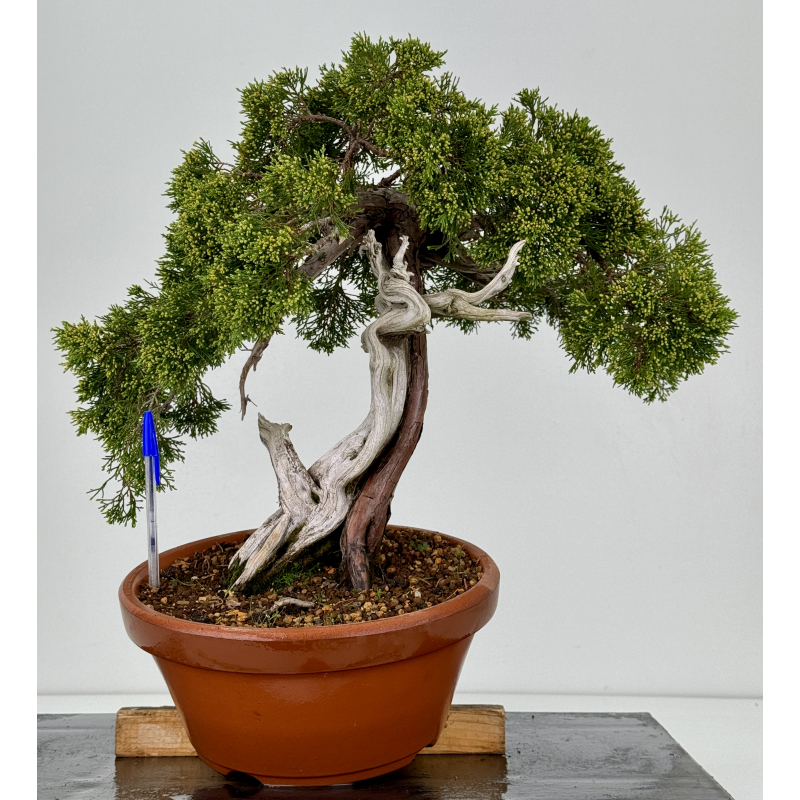 Juniperus sabina A00760