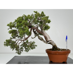 Juniperus sabina A00861