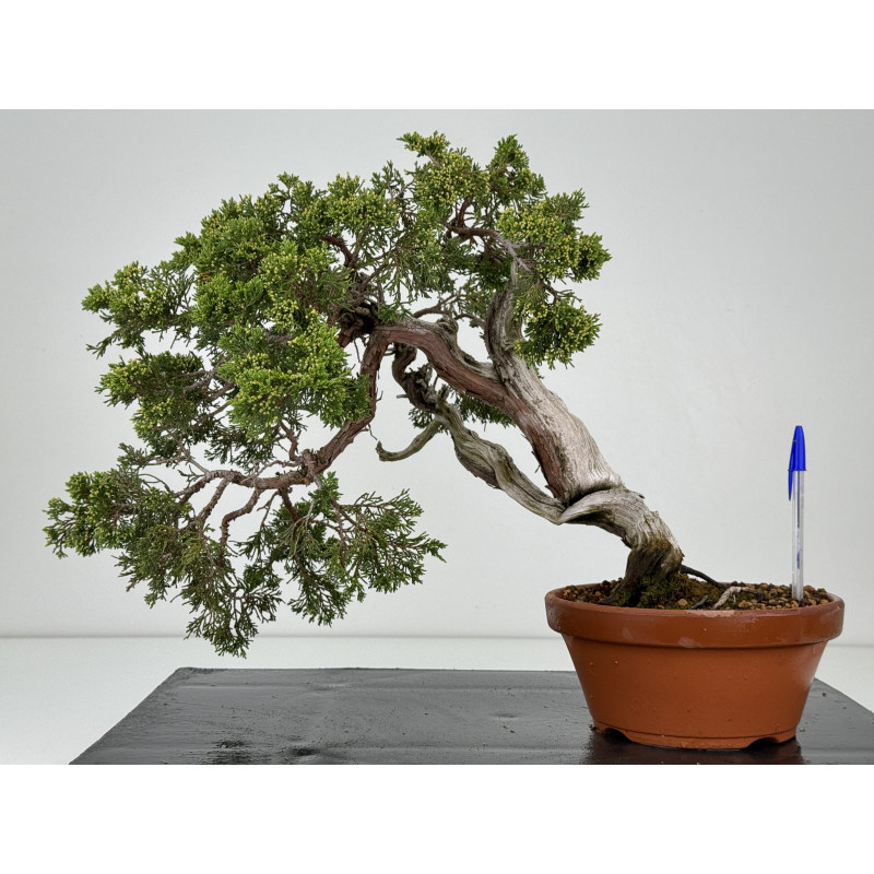 Juniperus sabina A00861