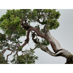 Juniperus sabina -sabina rastrera- A00861 vista 3