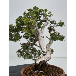 Juniperus sabina A00861 view 4