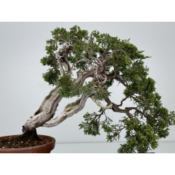 Juniperus sabina A00861 view 6