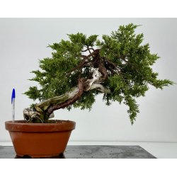 Juniperus sabina A00858