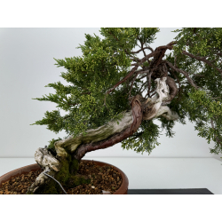 Juniperus sabina A00858 view 2