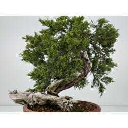 Juniperus sabina A00858 view 3