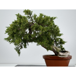 Juniperus sabina A00858 view 5