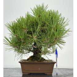 Pinus thunbergii corticosa I-7362