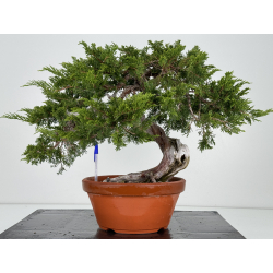 Juniperus sabina A00310