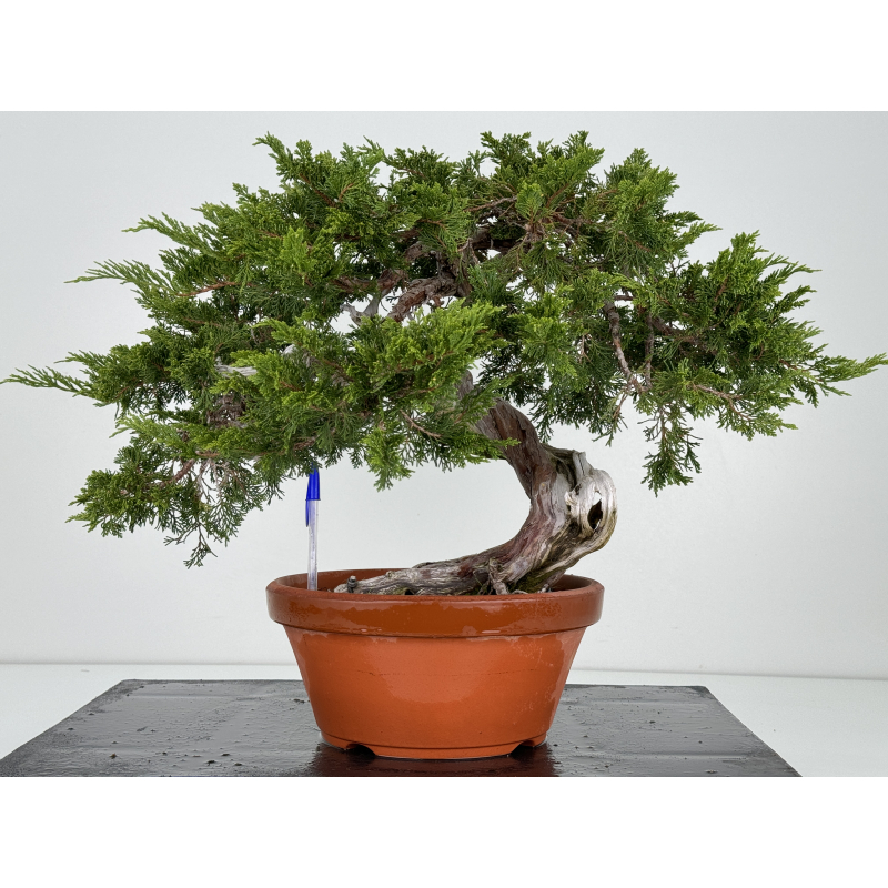 Juniperus sabina -sabina rastrera- A00310