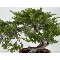 Juniperus sabina A00310 view 3