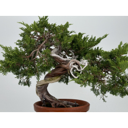 Juniperus sabina A00310 view 4