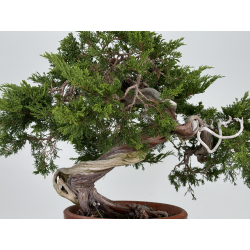 Juniperus sabina A00310 view 6