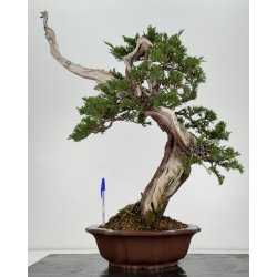 Juniperus sabina A00833