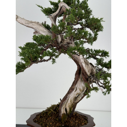 Juniperus sabina A00833 view 2