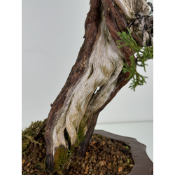 Juniperus sabina A00833 view 4