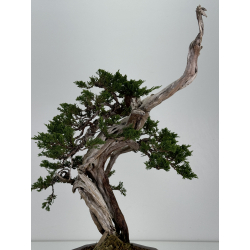 Juniperus sabina A00833 view 6