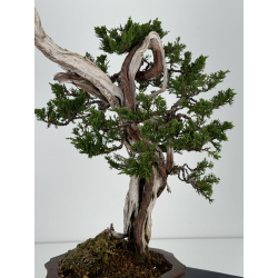 Juniperus sabina A00833 view 5