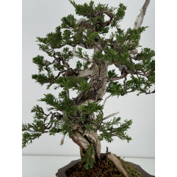 Juniperus sabina A00833 view 7