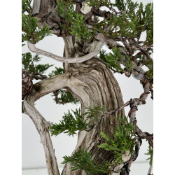 Juniperus sabina A00833 view 8