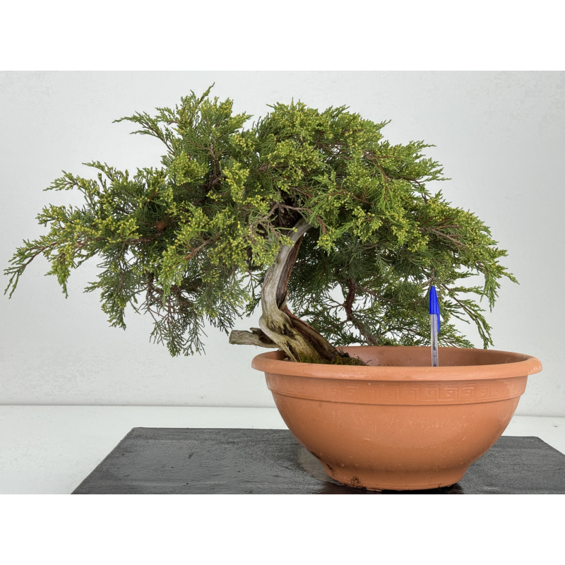 Juniperus sabina A01320