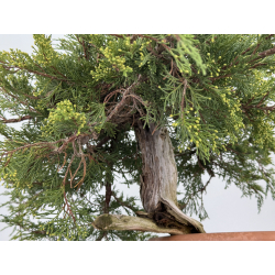 Juniperus sabina A01320 view 3