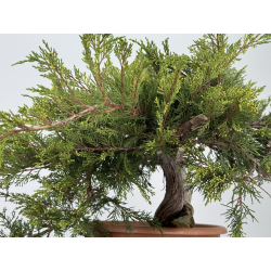 Juniperus sabina A01320 view 4