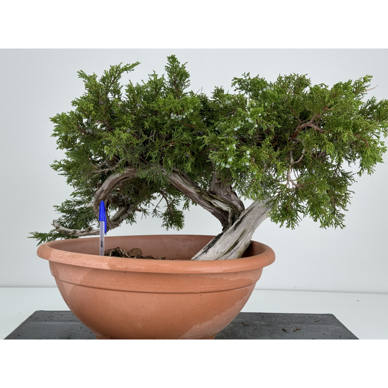 Juniperus sabina A01319