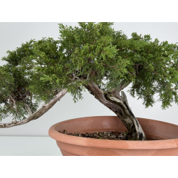 Juniperus sabina A01319 view 3